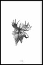 TILBUD! Tegnede dyr, samling av 3 stk postere a 21x30 thumbnail