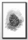 Kongle , maleriprint  thumbnail