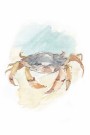 Strandkrabbe, Maleriprint kyst , sommerplakat  thumbnail