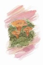 Kantareller , maleriprint thumbnail