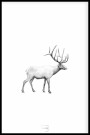 TILBUD! Tegnede dyr, samling av 3 stk postere a 21x30 thumbnail
