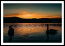 Svaner i solnedgang thumbnail