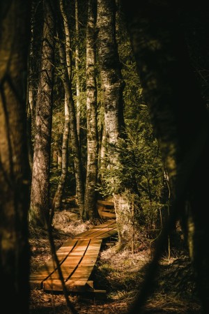 Sti i skogen rundt adalstjern